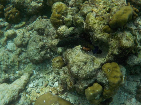 Veduta Della Vita Sottomarina Delle Maldive Durante Snorkeling — Foto Stock