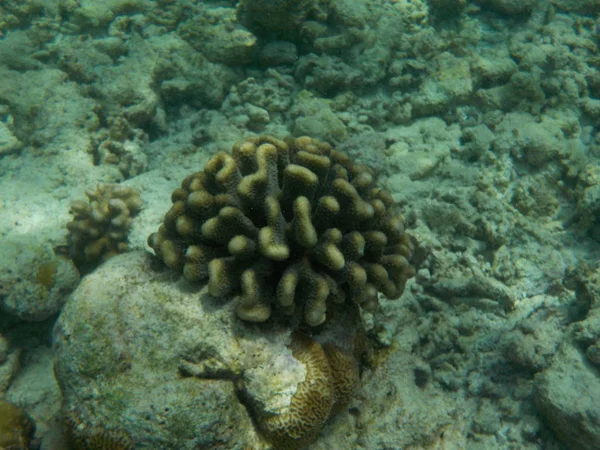 Veduta Della Vita Sottomarina Delle Maldive Durante Snorkeling — Foto Stock