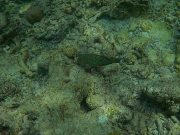 Weergave Van Het Onderwater Sea Life Maldiven Tijdens Het Snorkelen — Stockfoto