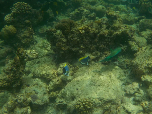 シュノーケ リングしながらモルディブの水中海洋生物の — ストック写真