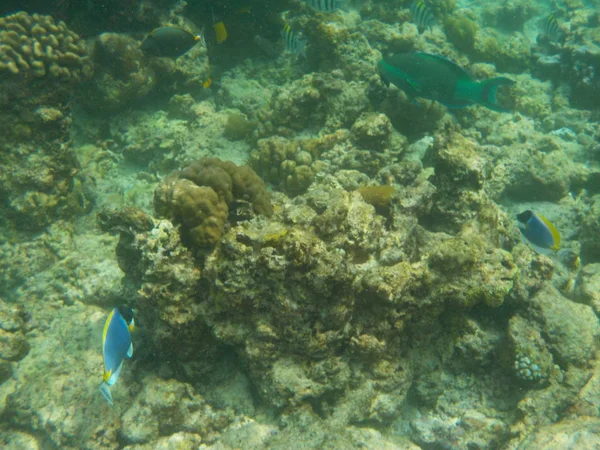 Погляд Життя Під Водою Моря Мальдіви Хоча Морські — стокове фото