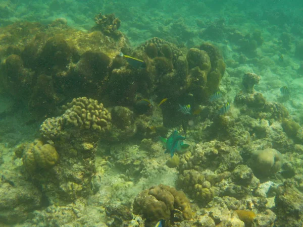 Перегляд Підводний Морського Життя Коралів Риб Мальдіви Хоча Морські — стокове фото