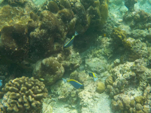 在马尔代夫浮潜时 可以欣赏到与鱼在水下海洋生物的景色 — 图库照片