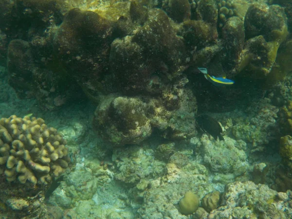 Погляд Життя Під Водою Моря Мальдіви Хоча Морські — стокове фото