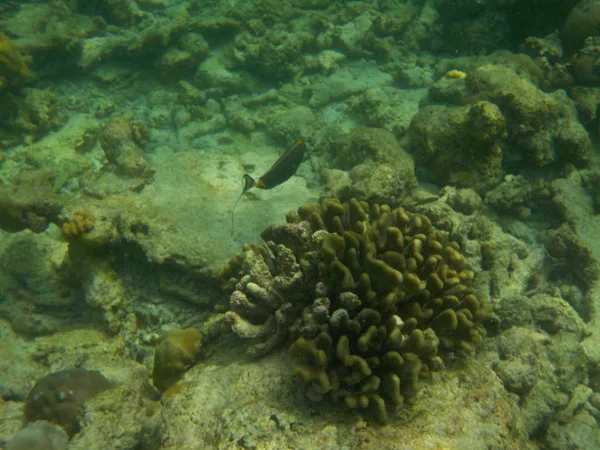 Погляд Життя Під Водою Моря Мальдіви Хоча Морські — стокове фото