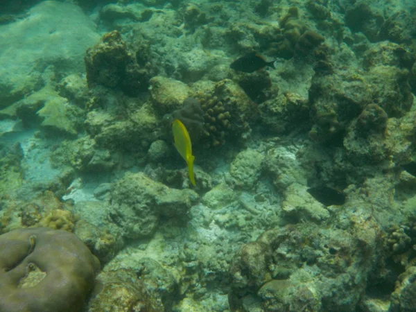 Vue Vie Sous Marine Aux Maldives Pendant Plongée Avec Tuba — Photo