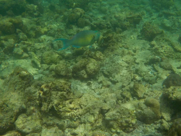 View Underwater Sea Life Maldives While Snorkeling — Stock Photo, Image