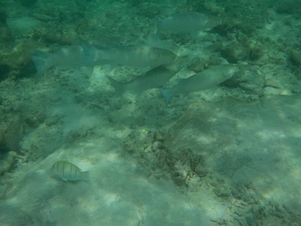 View Underwater Sea Life Fish Maldives While Snorkeling — Stock Photo, Image