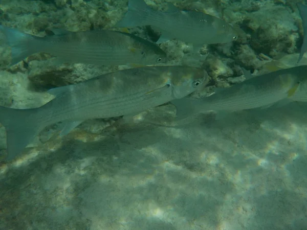 Balık Maldivler de dalış ise ile sualtı deniz yaşamının görüntülemek
