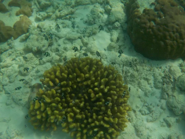 Blick Auf Die Unterwasserwelt Mit Korallen Und Kleinen Fischen Auf — Stockfoto