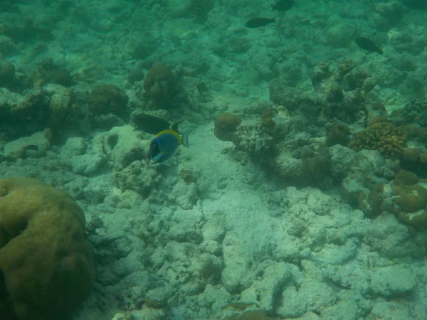 浮潜时马尔代夫的水下海洋生物景观 — 图库照片