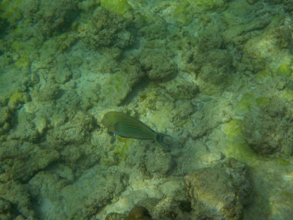 Veduta Della Vita Sottomarina Delle Maldive Durante Snorkeling — Foto Stock