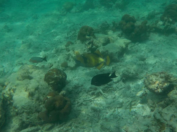 Blick Auf Die Unterwasserwelt Mit Fischen Auf Den Malediven Beim — Stockfoto