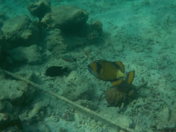 Veduta Della Vita Sottomarina Con Pesci Alle Maldive Durante Snorkeling — Foto Stock