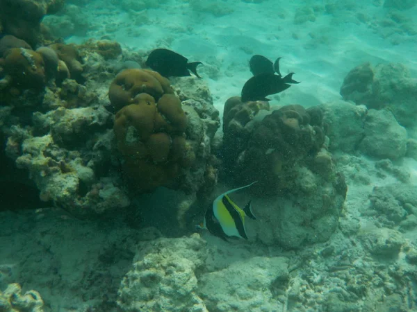 浮潜时马尔代夫的水下海洋生物景观 — 图库照片