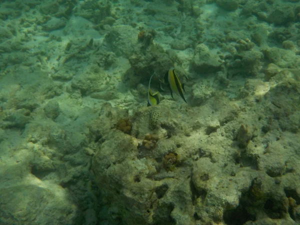 Şnorkel yaparken Maldivler sualtı deniz yaşamının görüntülemek