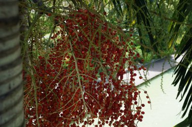 egzotik ağaçta yetişen kırmızı meyveler