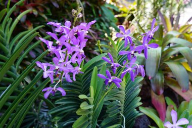 güzel mor orkide çalılar çiçeklenme