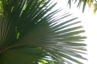 palmiye ağacının yemyeşil yaprakları, yakın