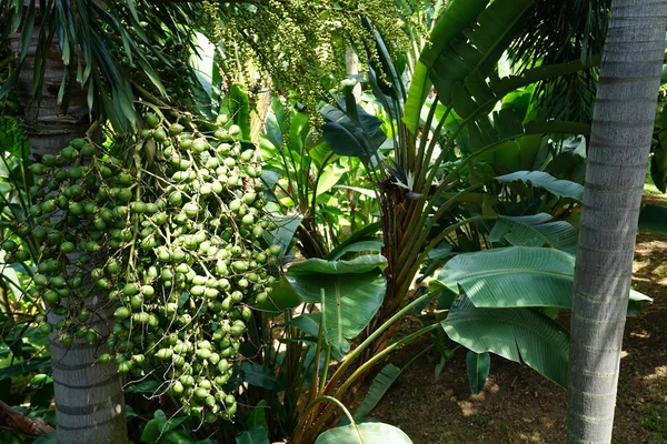 各种热带植物在明亮的阳光下 — 图库照片