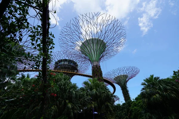 新加坡植物园郁郁葱葱的绿色植物和现代建筑 — 图库照片