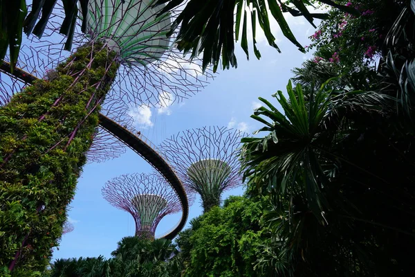 新加坡植物园郁郁葱葱的绿色植物和现代建筑 — 图库照片