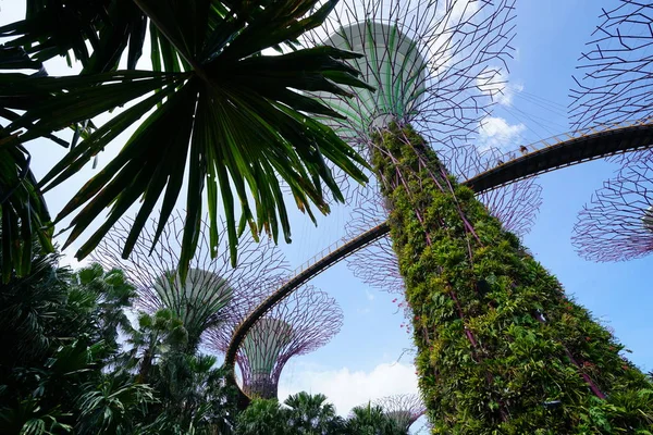 新加坡植物园郁郁葱葱的绿色植物和现代建筑 — 图库照片