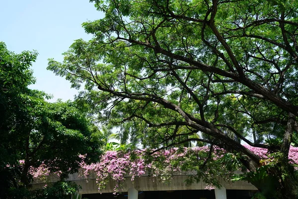 Árvores Flores Rosa Florescendo Telhado Construção Luz Solar — Fotografia de Stock