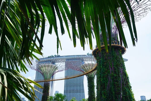 Weelderige Groene Planten Moderne Constructies Singapore Botanische Tuin — Stockfoto