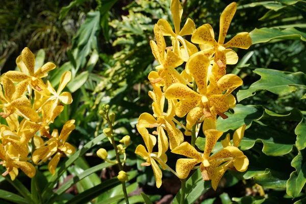 Hermosos Arbustos Orquídeas Amarillas Florecientes — Foto de Stock