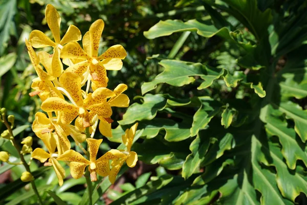 美丽的盛开的黄色兰花灌木 — 图库照片