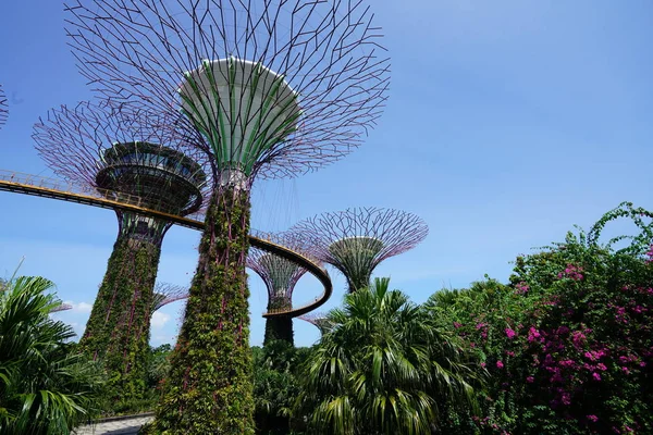 Weelderige Groene Planten Moderne Constructies Singapore Botanische Tuin — Stockfoto