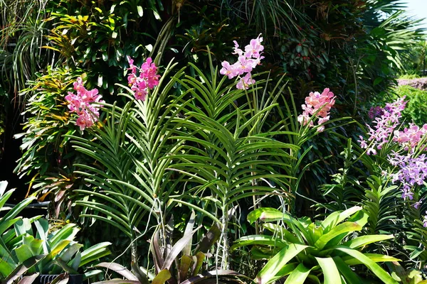 Arbustos de orquídea fotos de stock, imágenes de Arbustos de orquídea sin  royalties | Depositphotos