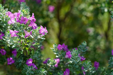 Mor çiçekli yeşil Bush shot kadar kapatın