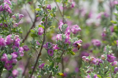 pembe çiçek açan çalılar arıya görüntüsünü kapatmak