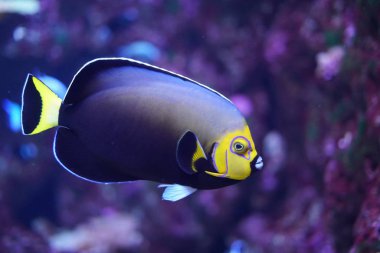 tropikal balık su altında yüzme