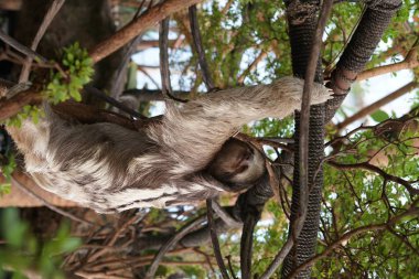 hayvanat bahçesinde ağaç asılı sevimli tembel hayvanat bahçesi