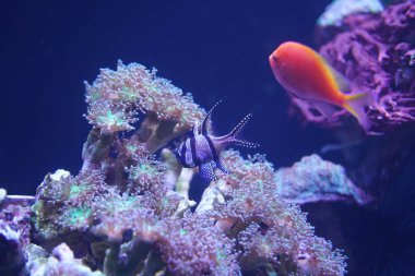 akvaryum suyunda mercanlar tarafından egzotik balık görünümü