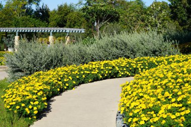 bahçenizi sarı canlı çiçek açan çiçekler ve parlak güneş ışığı altında park yolu