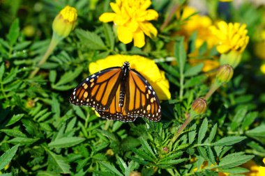 kelebek sarı çiçekler güneş ışığı altında oturup kadeh yukarıya kapatmak