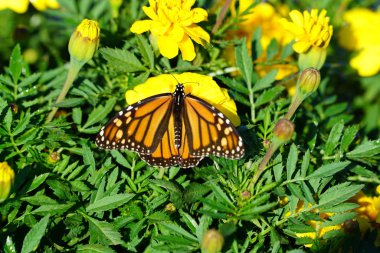kelebek sarı çiçekler güneş ışığı altında oturup kadeh yukarıya kapatmak