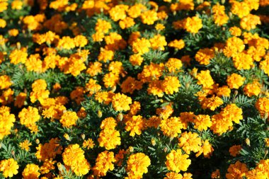 sarı çiçek açan çiçekler güneş ışığı altında görüntüsünü kapatmak