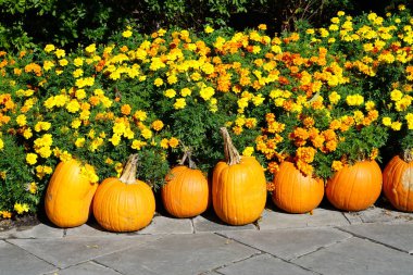 taze hasat kabaklar flowerbed tarafından yığını