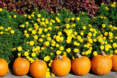 taze hasat kabaklar flowerbed tarafından yığını