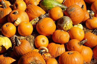 taze hasat kabaklar ve su kabakları yığını