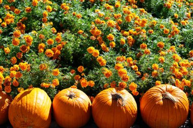 taze hasat kabaklar flowerbed tarafından yığını