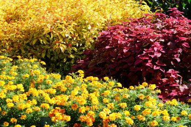 Güneş ışıklı flowerbed turuncu, kırmızı ve Sarı çiçekli