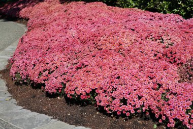 flowerbed içinde çiçek açan yemyeşil pembe çiçekler 