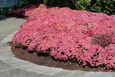 flowerbed içinde çiçek açan yemyeşil pembe çiçekler 