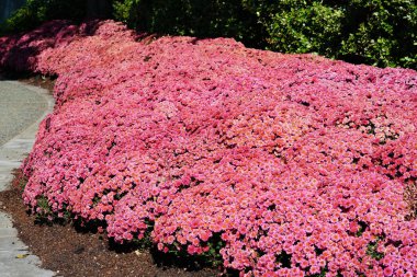 flowerbed içinde çiçek açan yemyeşil pembe çiçekler 